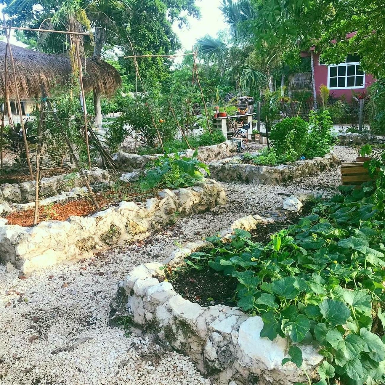Same garden beds at Rancho Verde Tulum, planted and thriving under a palapa frame